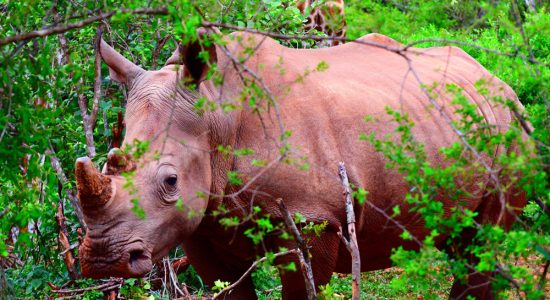 Rhino
